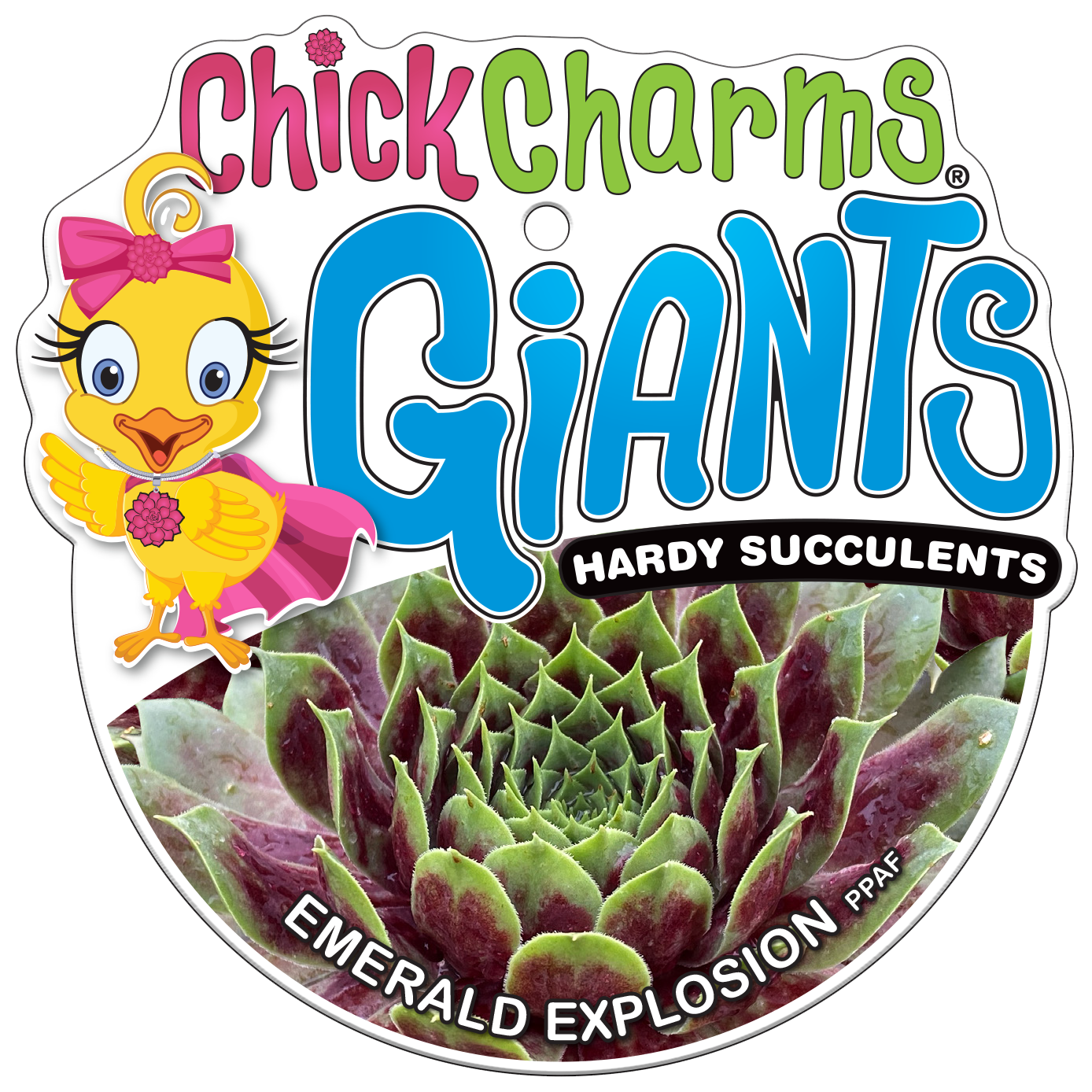 Chick Charms Giants 'Emerald Explosion' Chicks & Hens, 6" Pot Live Plant