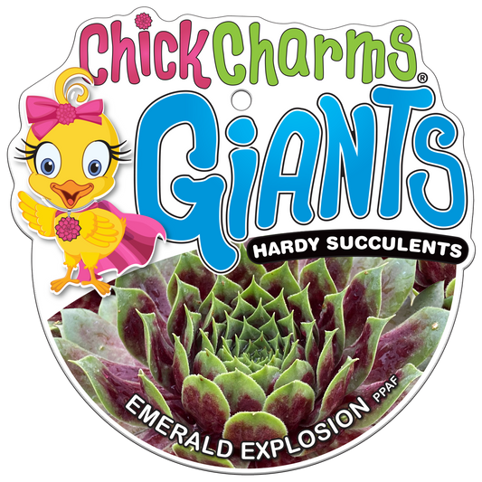 Emerald Explosion Giant Succulent - Hens & Chicks Sempervivum Houseleek Plant by Chick Charms® Giants Collection - 6 inch pot