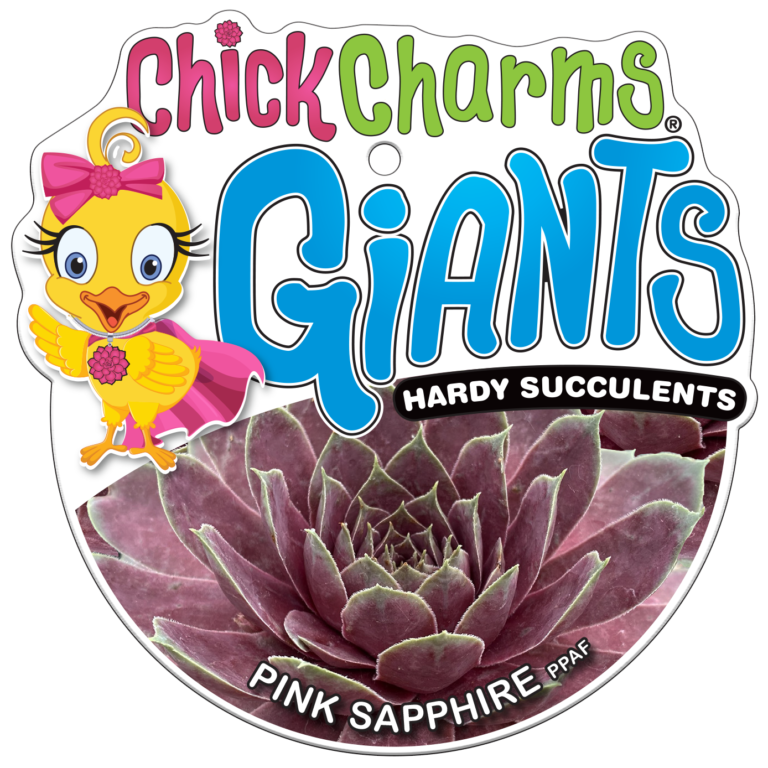 Chick Charms® GIANT Pink Sapphire™ Succulent – Large Colorful Sempervivum