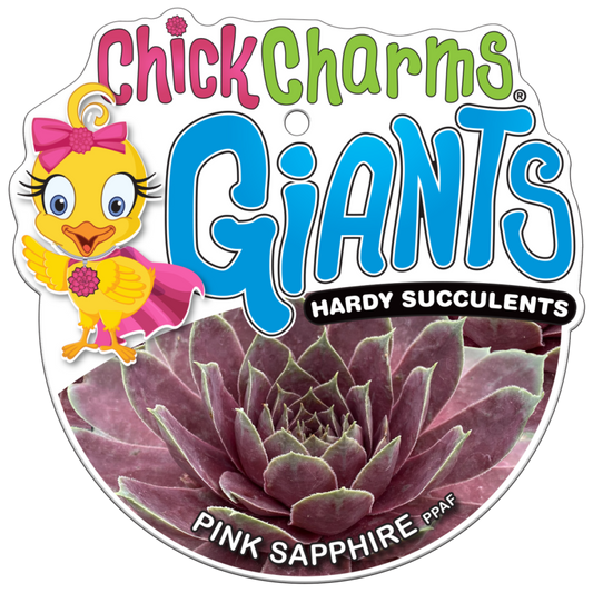 Chick Charms® GIANT Pink Sapphire™ Succulent – Large Colorful Sempervivum