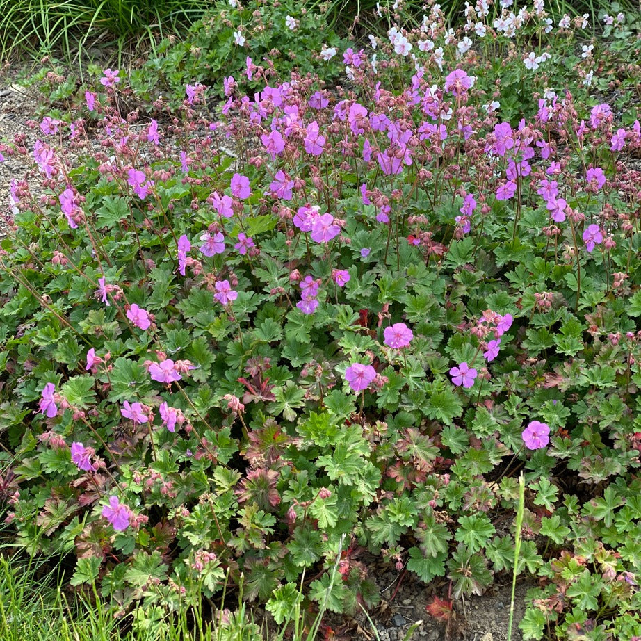 Karmina Cranesbill - Geranium x Cantabrigiense Plant - 1 gallon pot