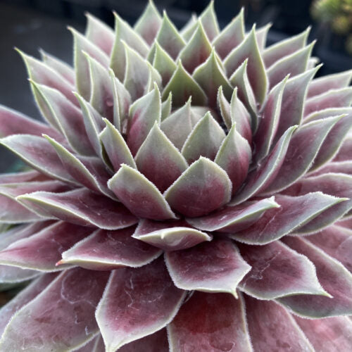 Chick Charms® GIANT Glacier Blue™ Succulent – Hardy Sempervivum