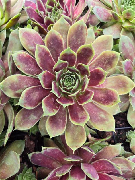 Gold Crown Succulent - Hens & Chicks Houseleek Sempervivum Plant by Chick Charms® - 4 inch pot
