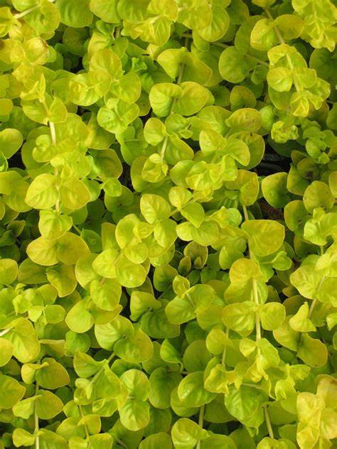 Golden Creeping Jenny is a fast growing ground cover plant that grows to about 2" to 4" tall. Plant in spaces with full or partial sun. 