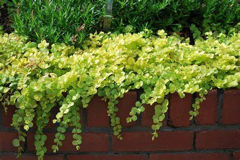 With its creeping vines the Golden Creeping Jenny, more officially known as Lysimachia nummularia ‘Aurea', this plant softens edges when planted as a border plant in a partially shaded area or along a low retaining wall. 