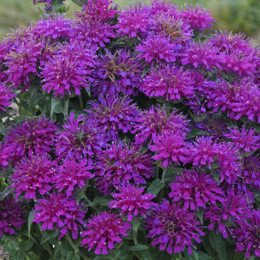 Grape Gumball Bee Balm Monarda Plant by Sugar Buzz® - 1 gallon pot