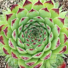 Greenii Sempervivum Hens & Chicks Succulent - 4" pot