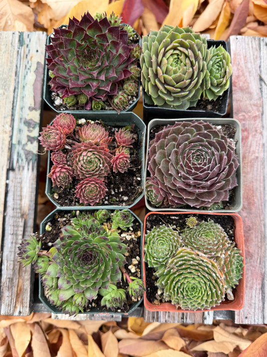Hardy Succulent 6 pack, Collection 1