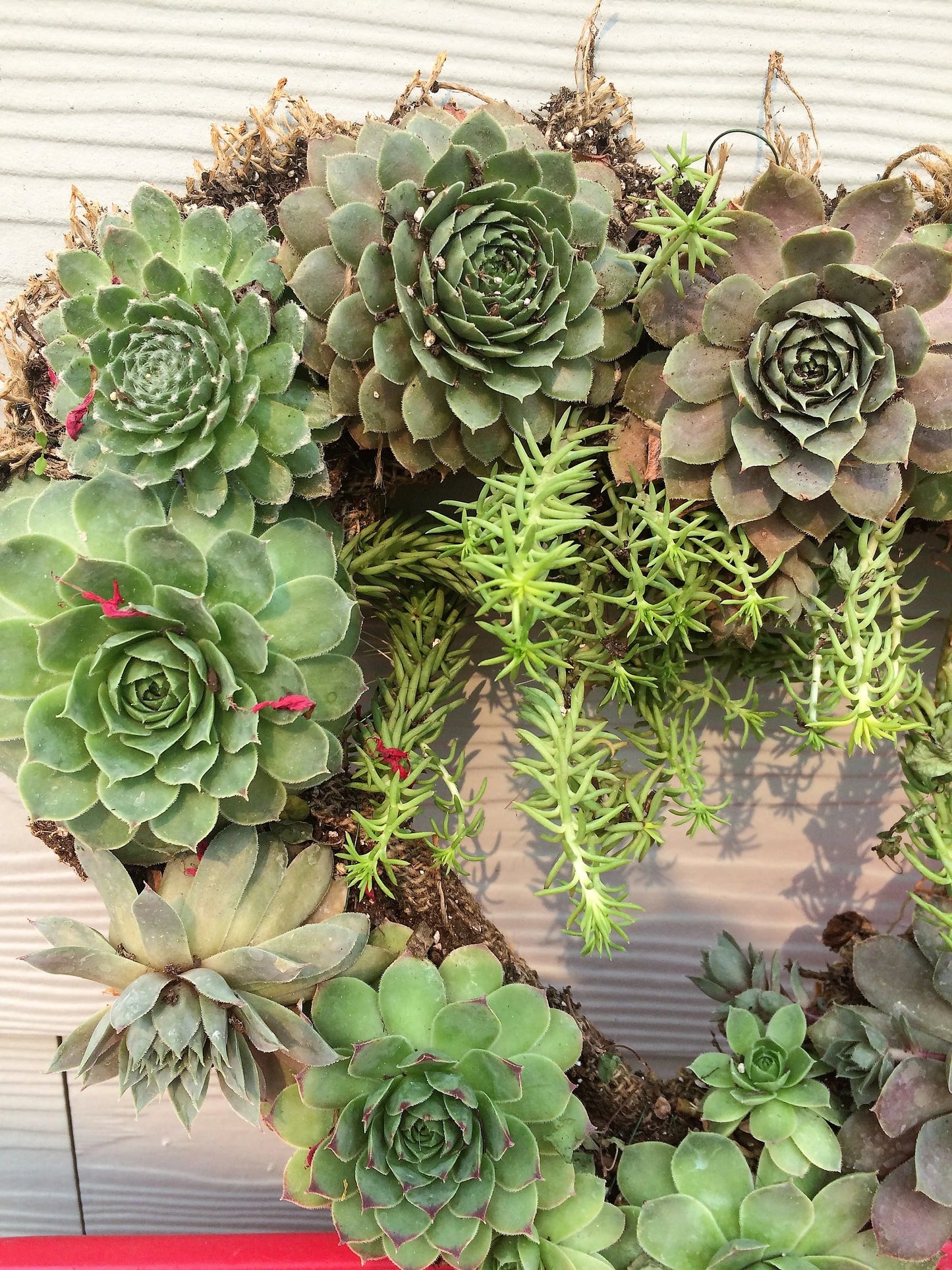 Close up of heart shaped living succulent wreath after several months of growth and warm weather. It's fuller and with brighter colors than in the colder months. Unique Valentine's day or Anniversary gift.