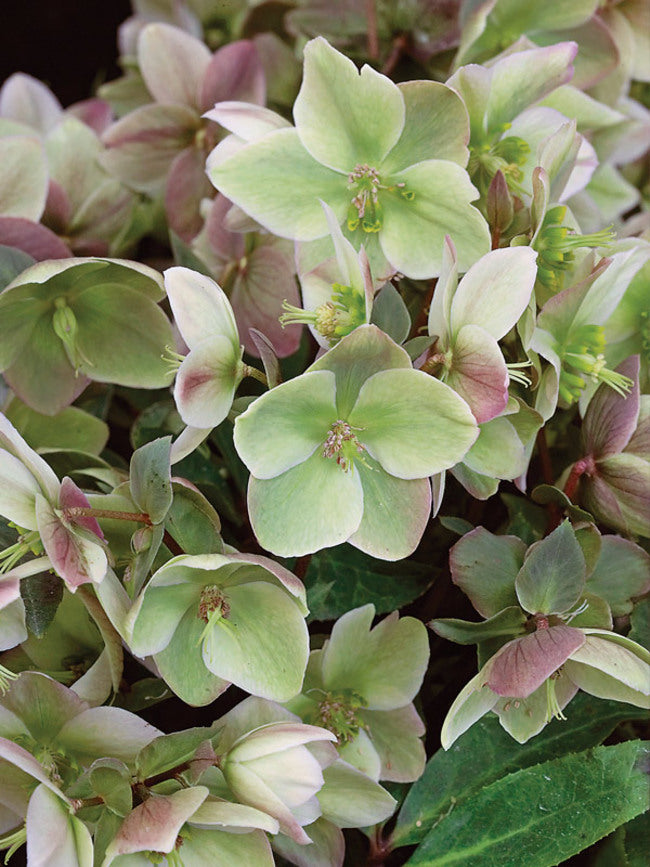 Helleborus ‘Ivory Prince’ – Lenten Rose
