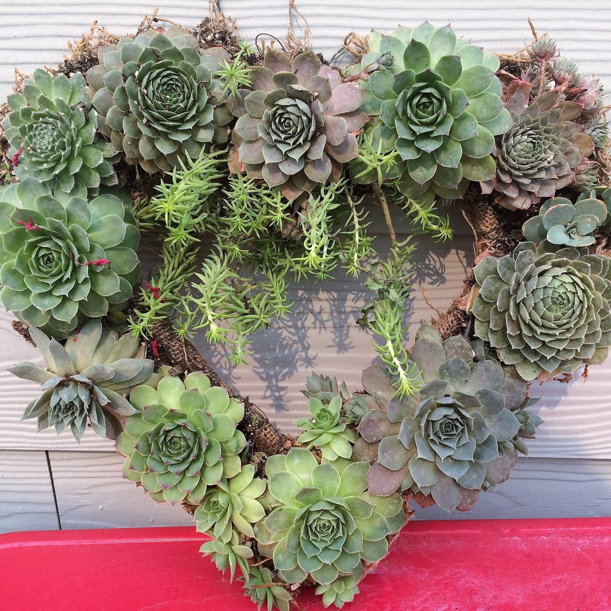 Valentine's Day Living Succulent Wreath after several months of growth and warm weather. Makes a very romantic gift and is made in-house. 