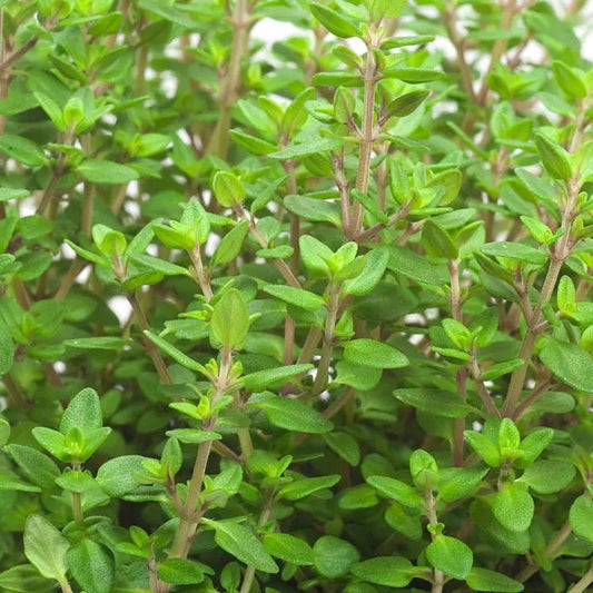English Thyme Herb Plant - 4 inch pot
