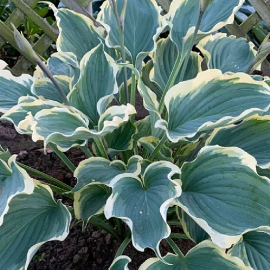 Hope Springs Eternal Hosta - Plantain Lily Plant by Proven Winners - 1 Gallon Pot