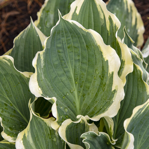 Hope Springs Eternal Hosta - Plantain Lily Plant by Proven Winners - 1 Gallon Pot