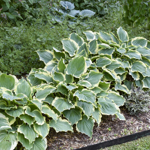 Hope Springs Eternal Hosta - Plantain Lily Plant by Proven Winners - 1 Gallon Pot