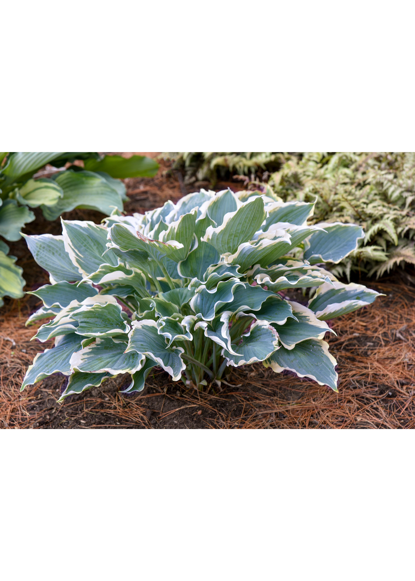 Hope Springs Eternal Hosta - Plantain Lily Plant by Proven Winners - 1 Gallon Pot