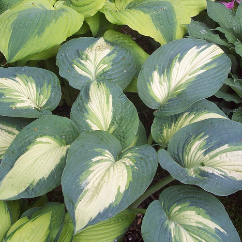 Hudson Bay Hosta - Shadowlands Collection - Plantain Lily Plant by Proven Winners - 1 Gallon Pot
