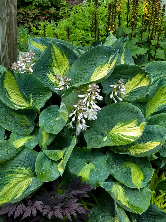 Hudson Bay Hosta - Shadowlands Collection - Plantain Lily Plant by Proven Winners - 1 Gallon Pot