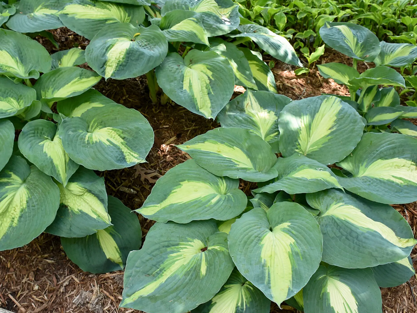 Hudson Bay Hosta - Shadowlands Collection - Plantain Lily Plant by Proven Winners - 1 Gallon Pot