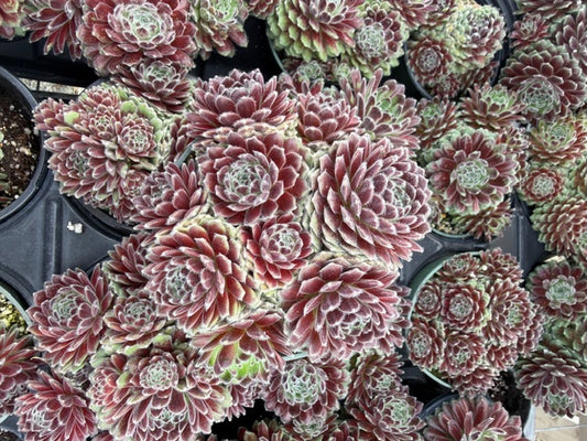 Cabanese Succulent Plant – Cold Hardy, Color-Changing Rosette | Easy Care Live Succulent