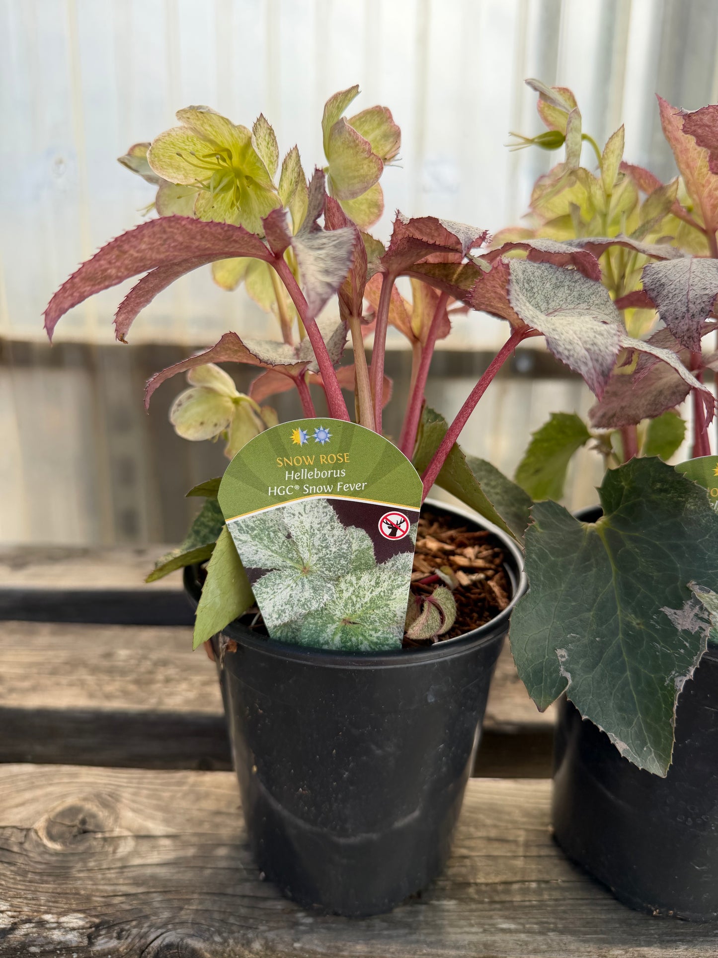 Variegated Snow Rose Helleborus ‘HGC Snow Fever’ – Quart Pot