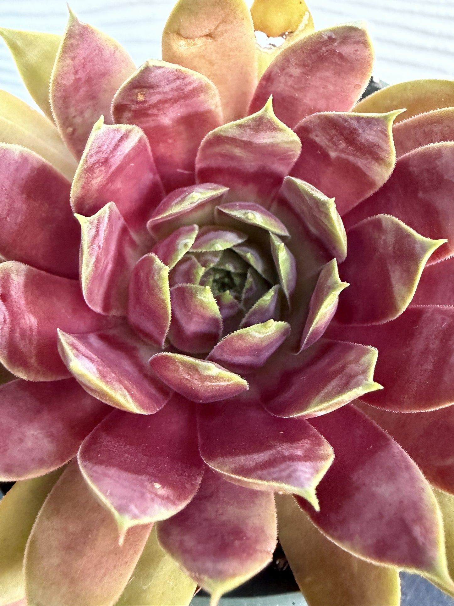 SuperSemps® Emerald | Hardy Hens & Chicks Succulent | Petal Pushers Nursery