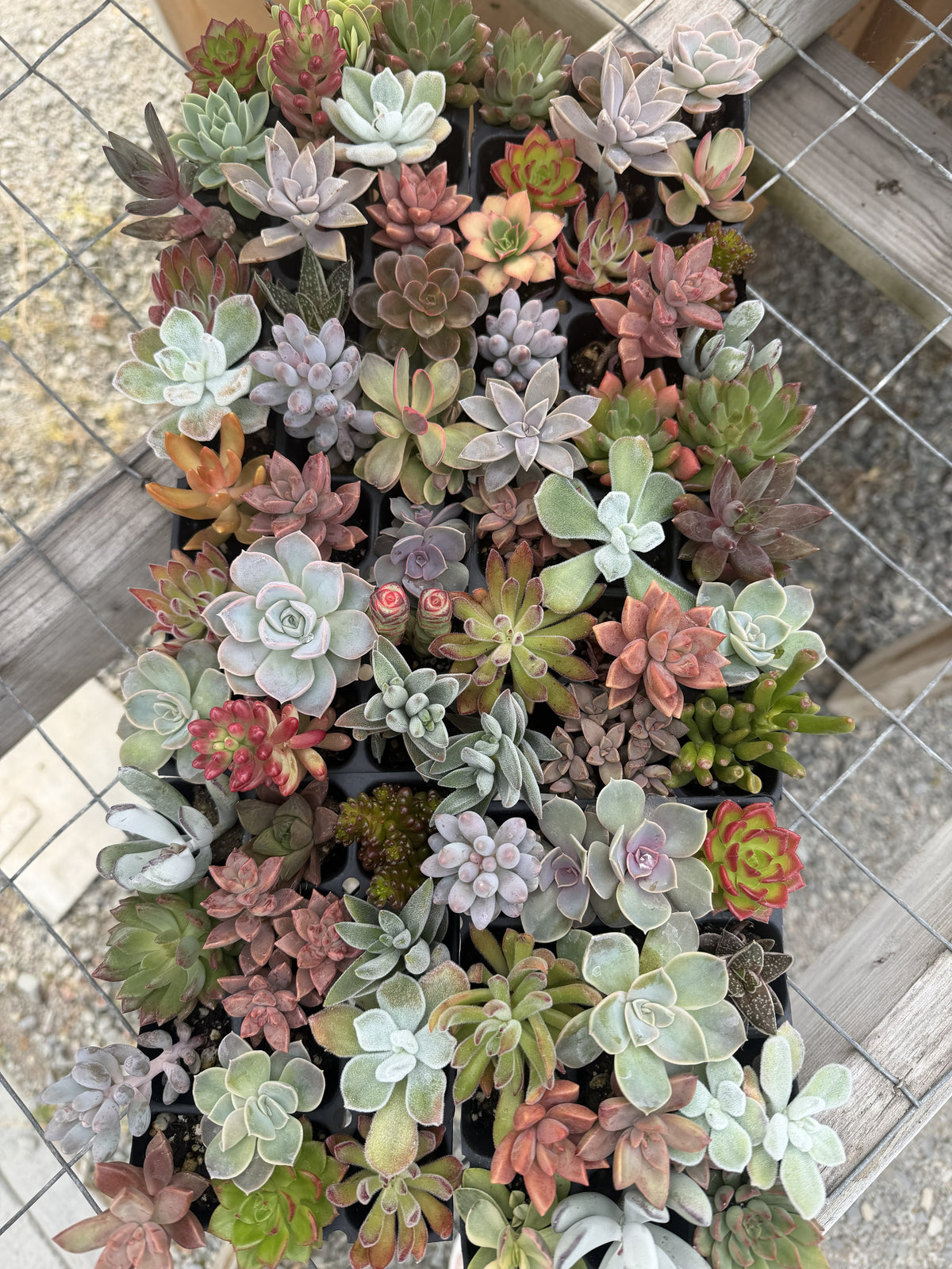 Tender Succulent Plug Tray - Assorted, Grower's Choice