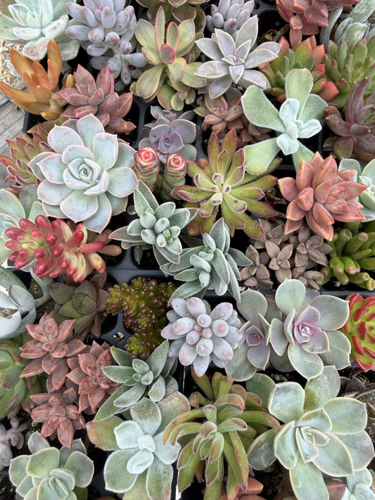 Tender Succulent Plug Tray - Assorted, Grower's Choice - Beginner Starter Pack