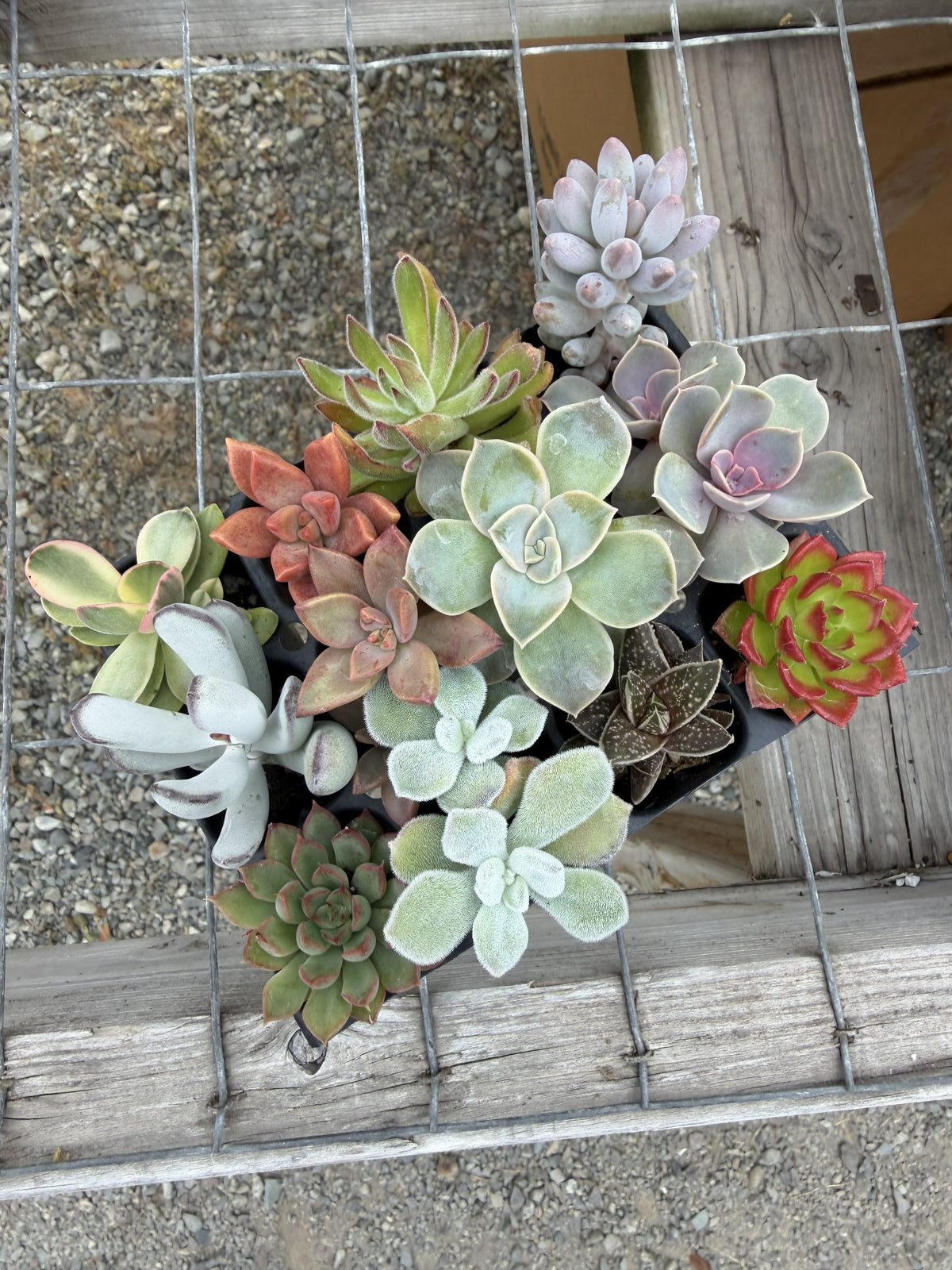 Tender Succulent Plug Tray - Assorted, Grower's Choice
