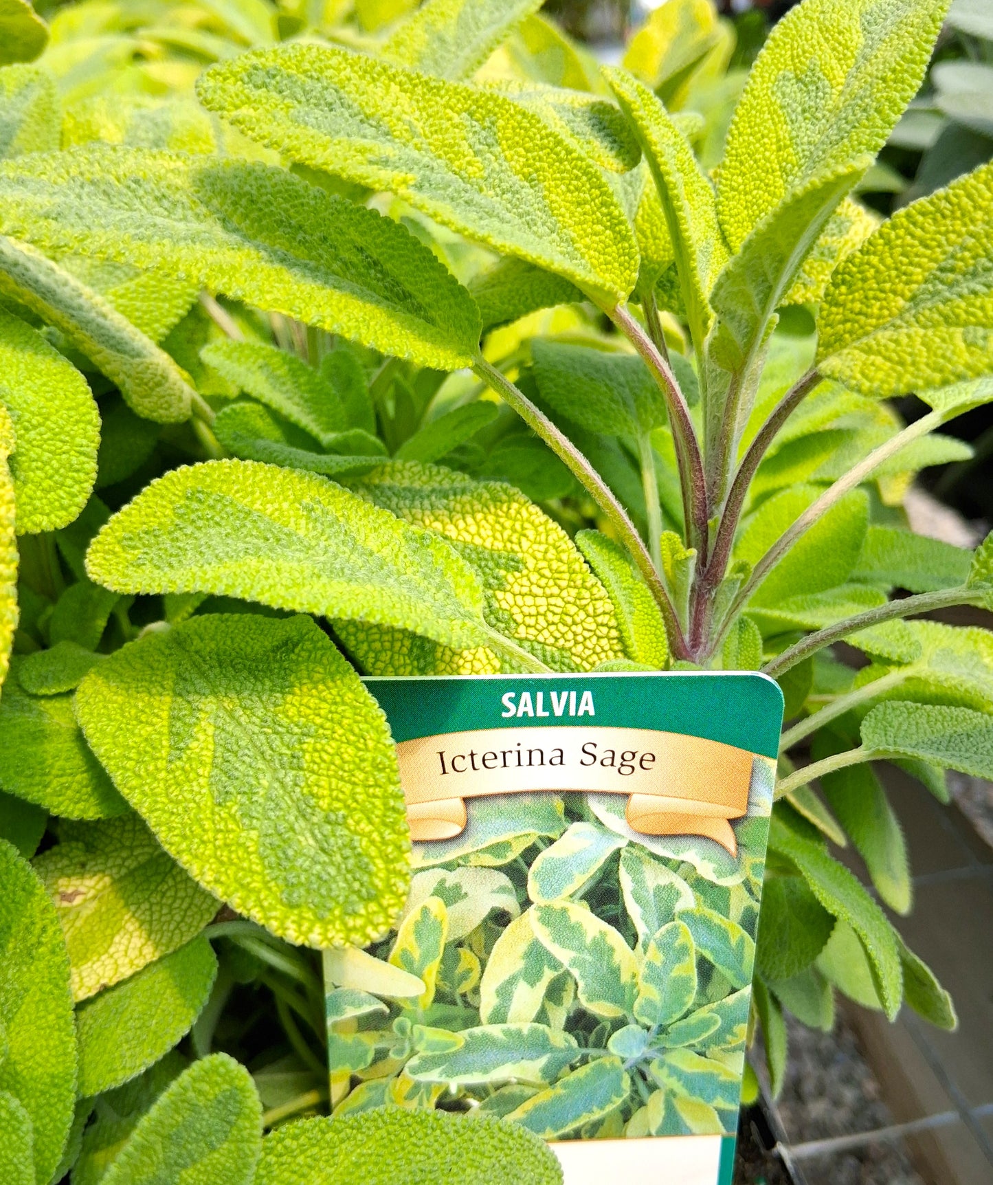 Icterina Sage - Common Sage Salvia Officinalis Herb Plant - 4 inch pot