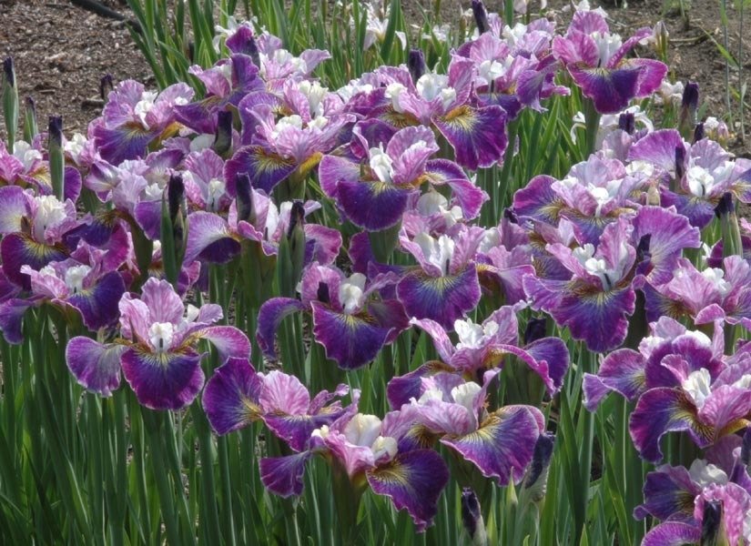 Siberian Iris Peacock 'Charming Billy', 1 Gallon Pot Live Plant