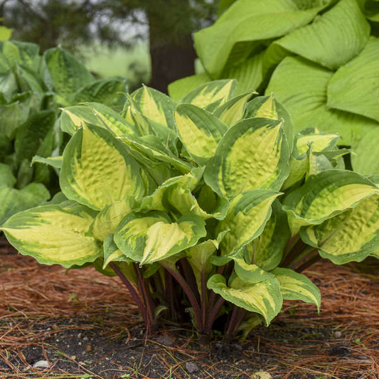 Island Breeze Hosta -  Plantain Lily Shade Plant - 1 Gallon Pot