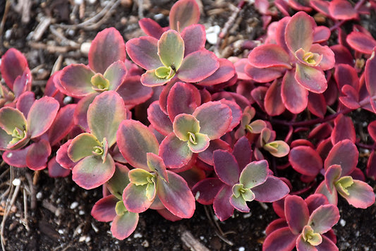 Sedum SunSparkler 'Wildfire' Stonecrop, 4" Pot Live Plant