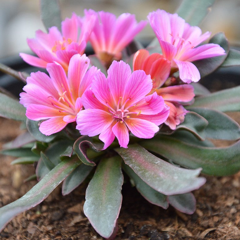 Little Raspberry Bitterroot - Lewisia Longipetala Succulent Plant - 1 quart pot