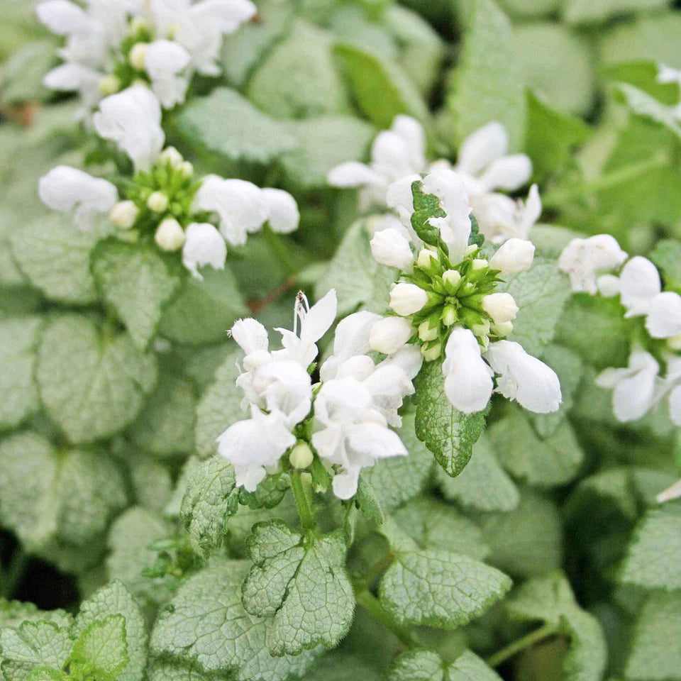 Lamium 'White Nancy' Dead Nettle, 4" Pot Live Plant