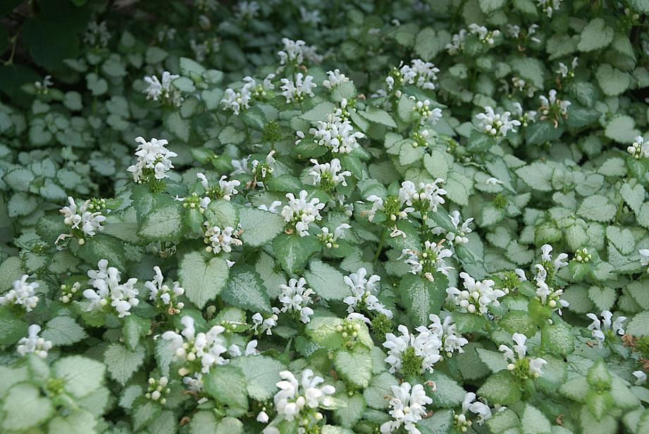 Lamium 'White Nancy' Dead Nettle, 4" Pot Live Plant