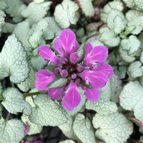 Beacon Silver Lamium is a dense herbaceous perennial with a ground-hugging habit of growth. The Silver Dead Nettle's delicate leaves and flowers sets it apart. 