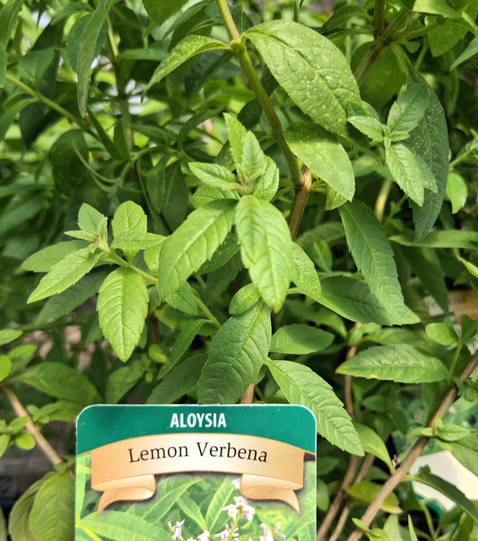 Lemon Verbana - Aloysia Citrodora Herb Plant - 4 inch pot