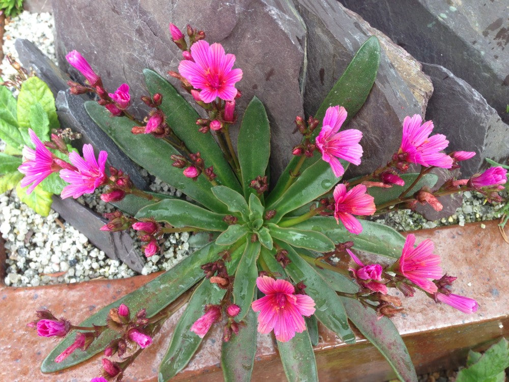 Little Raspberry Bitterroot - Lewisia Longipetala Succulent Plant - 1 quart pot