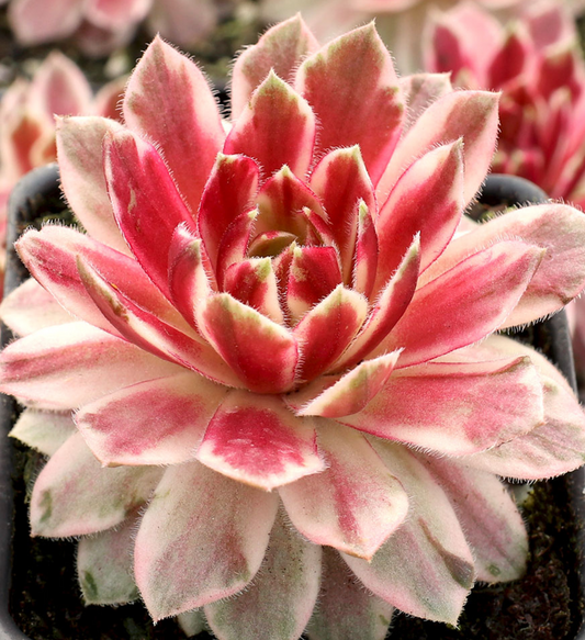 Pink and white sempervivum succulent in a small black plastic pot