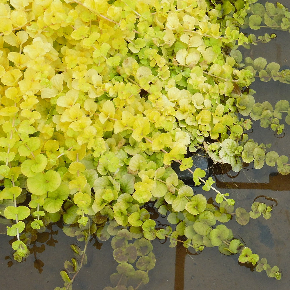 Golden Creeping Jenny tolerates damp or moist places but not standing water. Creeping Jenny, also commonly called moneywort, is a perennial with bright, small yellow flowers and leaves shaped like tiny coins. Sometimes confused with the Creeping Charlier, but with yellow flowers. 