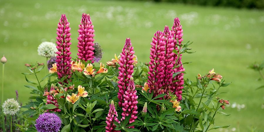 Lupines are striking in mass plantings but can also be planted interspersed with other plants for a beautiful cottage garden outdoor bouquet. Plant with other native North American Plants like  rudbeckia, coreopsis, blazing star (Liatris), mountain mint (Pycnanthemum), coneflowers (Echinacea), and milkweed (Asclepias).