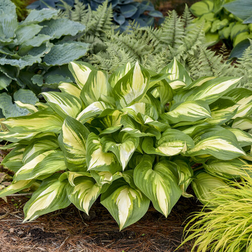 Miss America Hosta Plant from Shadowland® Collection by Proven Winner™ - 1 gallon pot
