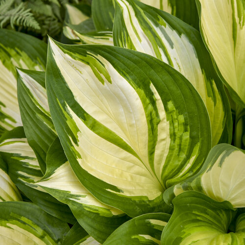 Miss America Hosta Plant from Shadowland® Collection by Proven Winner™ - 1 gallon pot