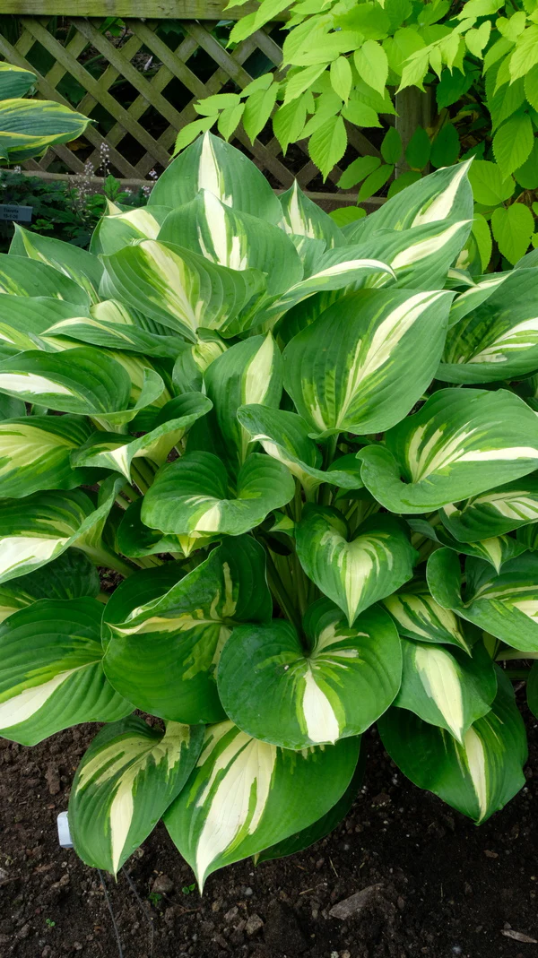 Miss America Hosta Plant from Shadowland® Collection by Proven Winner™ - 1 gallon pot