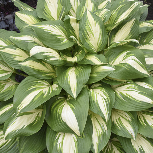 Miss America Hosta Plant from Shadowland® Collection by Proven Winner™ - 1 gallon pot