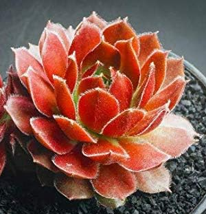 Orange succulent in a pot with a dark background