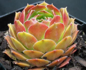 Multicolored succulent plant in a pot with a dark background