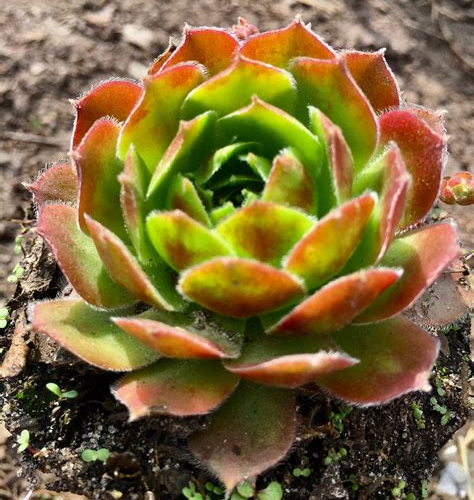 Close-up of a succulent plant with red and green leaves on a natural background