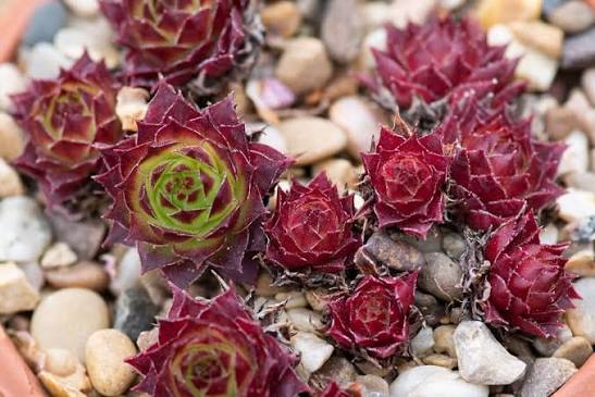 Nico Sempervivum Succulent - 4" pot